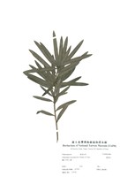 藏品(羅漢松)的圖片